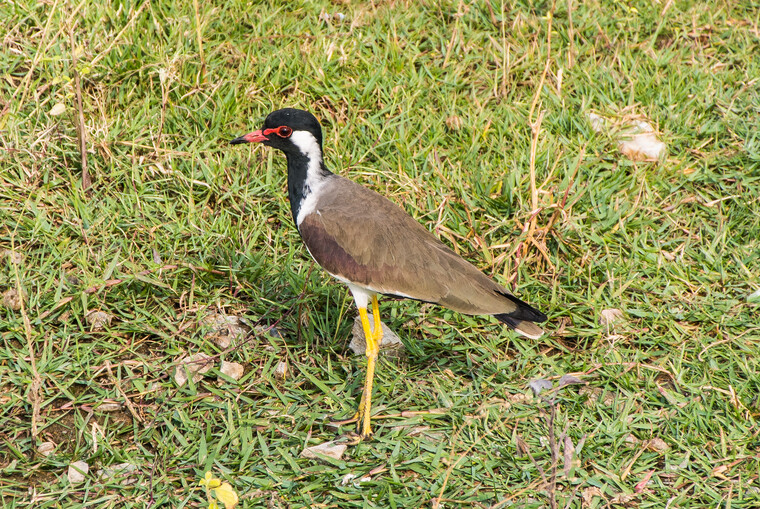 India 2014 - Udaipur 023.jpg